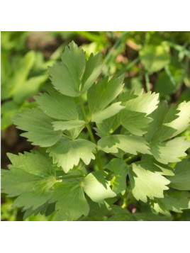 Livèche - Ache des montagnes - Levisticum officinale