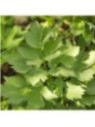 Livèche - Ache des montagnes - Levisticum officinale