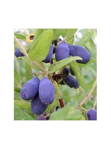 Lonicera caeruela var kamtschatica 'Wojtek' / Baie de mai