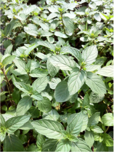 Menthe chocolat After eight - Mentha piperita citrata 'chocolate'