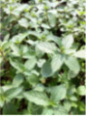 Menthe chocolat After eight - Mentha piperita citrata 'chocolate'