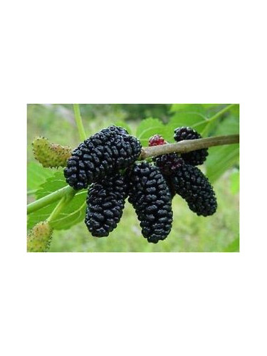 Morus alba 'Giant Fruit' / Mûrier