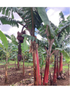 Musa acuminata figue rose naine* (red dacca) / Bananier fruitier