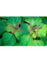 Patchouli - Pogostemon cablin