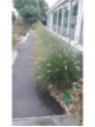 Pennisetum Alopecuroides