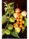 Coqueret du perou - Physalis peruviana goldvital