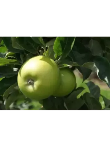 Malus domestica 'Granny Smith' / Pommier