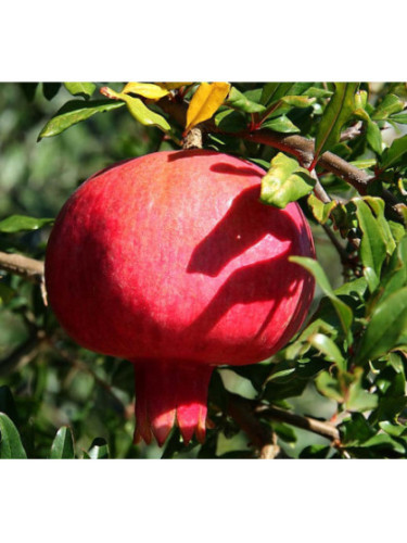 Punica granatum 'Mollar de elche' / Grenadier à fruits Punica granatum 'Mollar de elche' / Grenadier à fruits