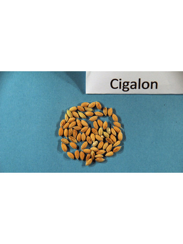 Oriza sativa 'Cigalon' / Riz