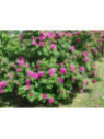 Rosa rugosa hansa rubra ( rose pourpre) / Rosier comestible