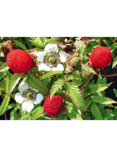 Rubus illecebrosus / Framboisier fraise