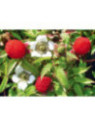 Rubus illecebrosus / Framboisier fraise