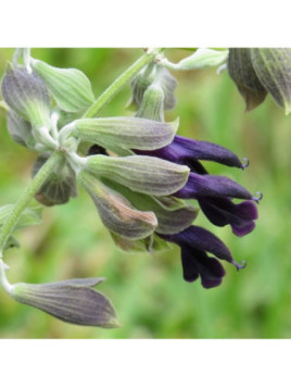 Sauge cassis - Salvia discolor / Sauge péruvienne