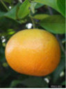 Citrus x tangelo 'early pride / Tangelo