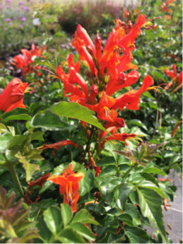 Tecomaria capensis
