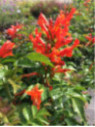 Tecomaria capensis