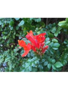 Tecomaria capensis