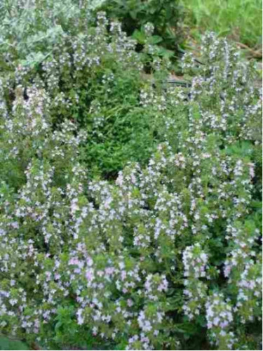 Thym fragrantissimus orange