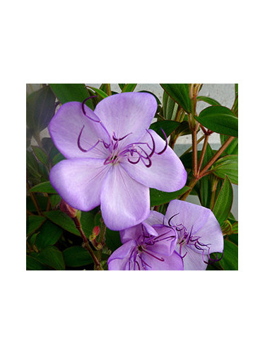 Tibouchina Urvilleana blue moon,Fleur Araignée