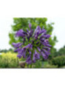Agapanthe Purple delight