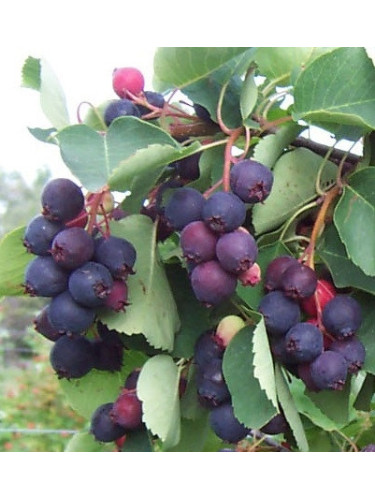 Amélanchier alnifolia 'Smokey'
