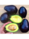 Persea americana var. ’mexicola' / Avocatier de semi (mexicain) A