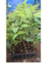 Persea americana var. ’mexicola' / Avocatier de semi (mexicain) A