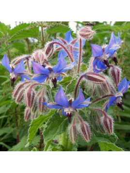 Bourrache officinale - Borago officinalis