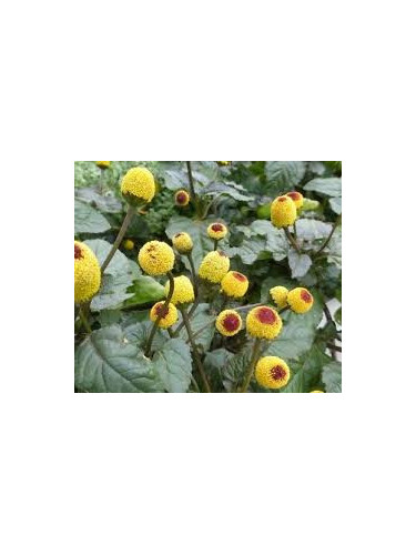Brède mafane - Cresson de Pará - Spilanthes acmella