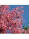 Cedrela sinensis 'Flamingo'  / Arbre à salade / Toona sinensis