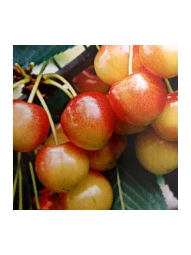 Prunus avium 'Napoléon' / Cerisier bigarreau