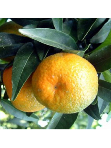 Citrus clementina tomatera IGP Corse / Clémentine