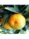 Citrus clementina tomatera IGP Corse / Clémentine