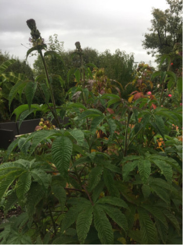 Cleome arborescente 'Anomala'