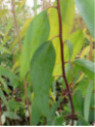 Eucalyptus niphophyla / Gommier des neiges