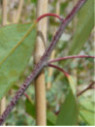 Eucalyptus niphophyla / Gommier des neiges