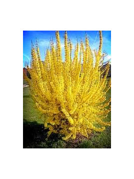 Forsythia 'Spring glory'