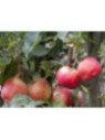 Fruitier nain pommier Gala
