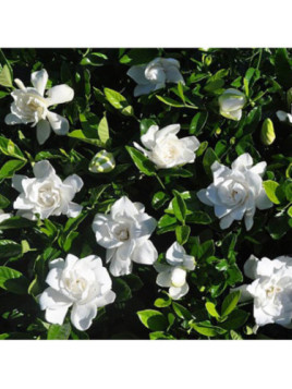 Gardenia jasminoides 'Summer snow' / Gardenia rustique