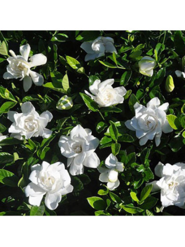 Gardenia jasminoides 'Summer snow' / Gardenia rustique