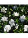 Gardenia jasminoides 'Summer snow' / Gardenia rustique