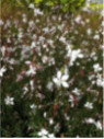 Gaura lindheimeri 'Whirling butterflies'