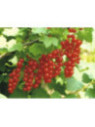Rubus rubrum 'Jonkheer van Tets' / Groseillier à grappes rouges