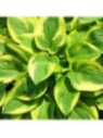 Hosta 'Wide brim'