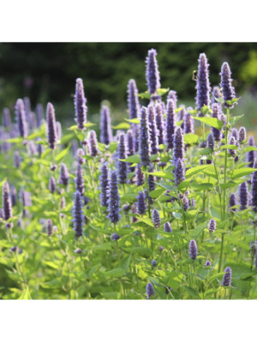 Hysope anis réglisse - Agastache foeniculum