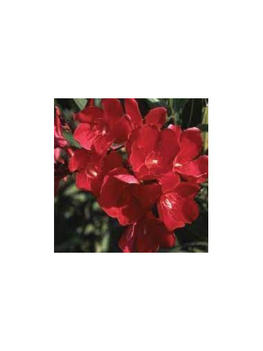 Laurier fleur scarlet beauty
