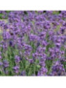 Lavande angustifolia 'Munstead'