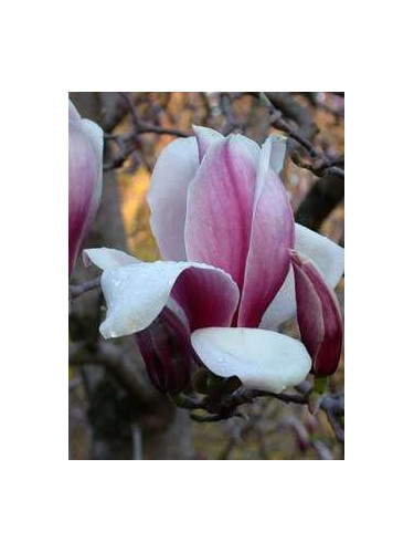 Magnolia X Soulangeana
