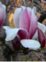 Magnolia X Soulangeana