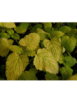 Melisse citronelle - Melissa officinalis